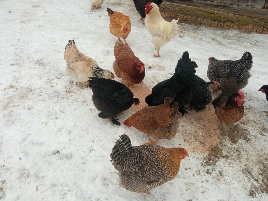 Vând găini de casă