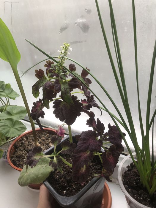 Продам комнатные цветы