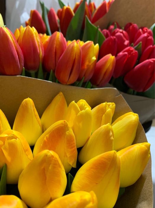 Тюльпаны в Алматы Алматинской облости