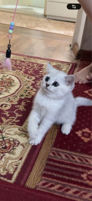 Британец шиншилла