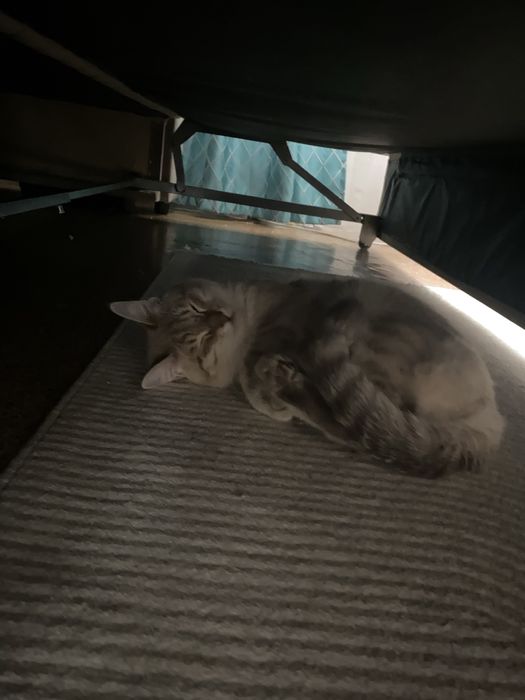 Отдам котак даром срочна