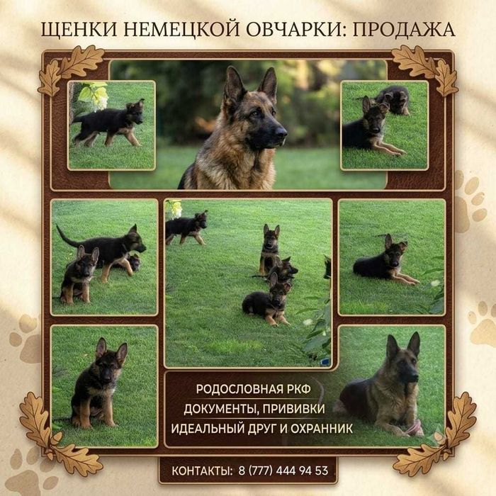 Щенки немецкой овчарки