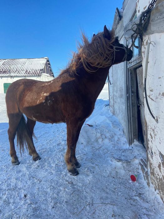 Сумма , перевод,