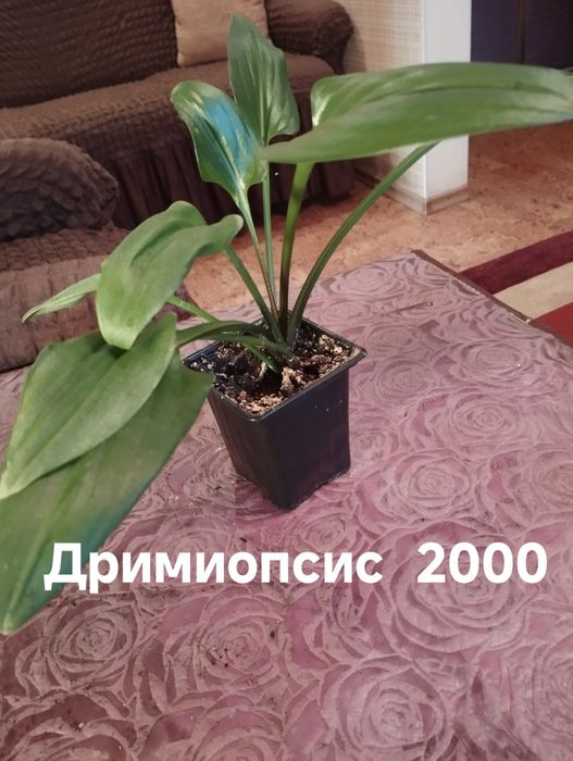 Продам комнатные растения