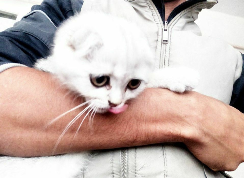 Toza zotlik mushuk Scottish fold