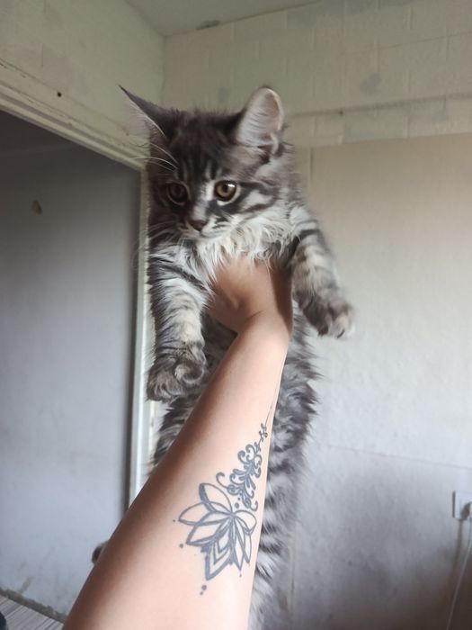 Котята  Мейн-кун