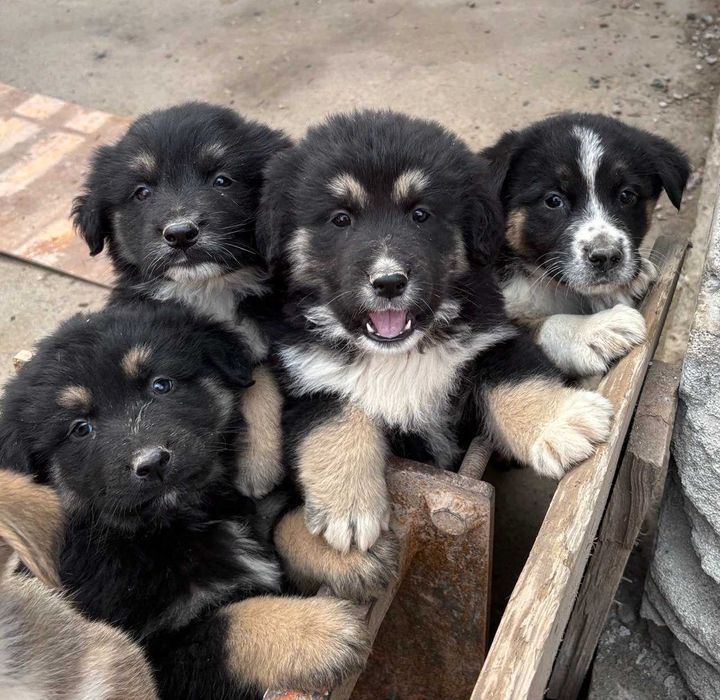 Продаются щенки город Ташкент Ташкентская область