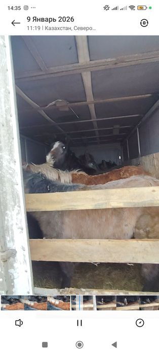 Перевозка  скота