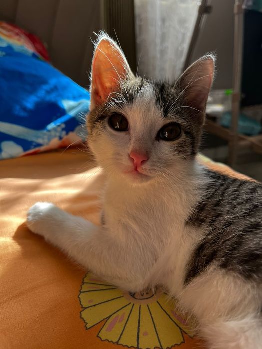 Отдам котят в добрые руки