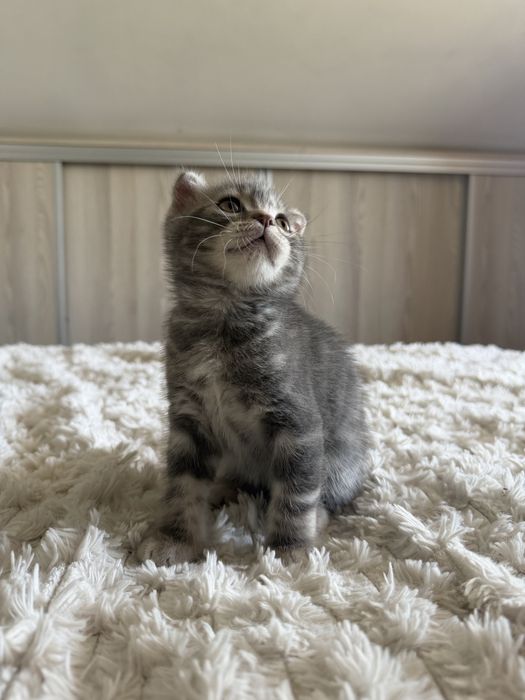 Puiut Scottish fold