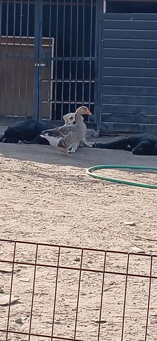 Зоогостиница,  передержка животных.