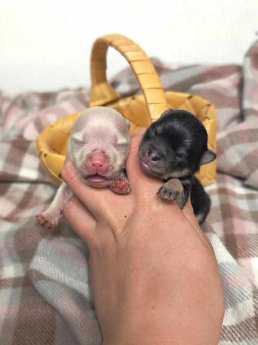 Мини девочки померанский шпиц