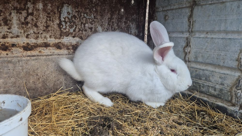 Iepuri diferite rase