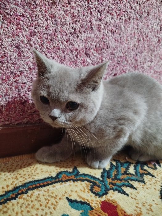 Скоттиш фолд,страйт