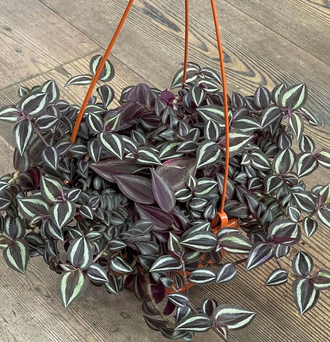 Продам традесканцию Зебрина