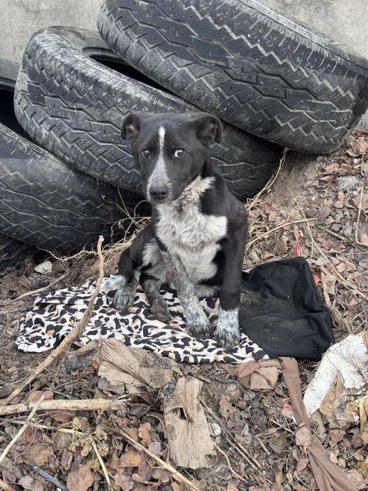 Отдам в хорошие руки  щенка