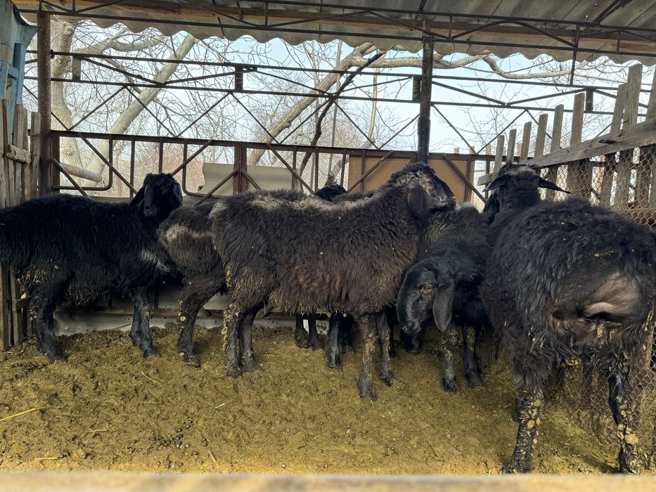 Кози кочкорла сотилади