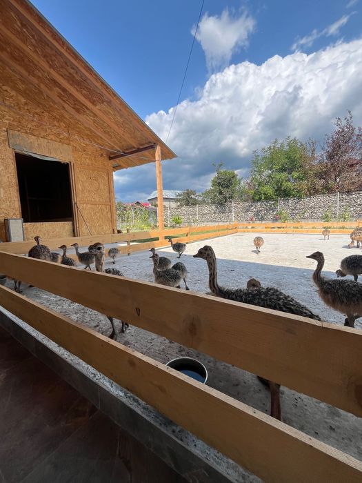 Pui de struț negru african