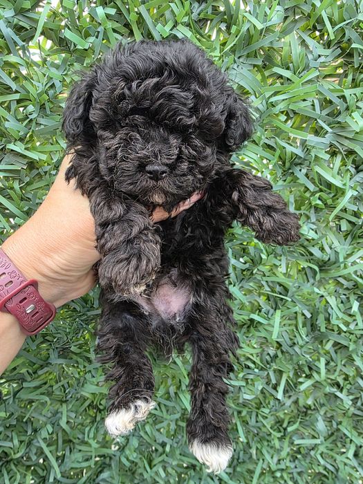 Пудел  момче с документ за произход