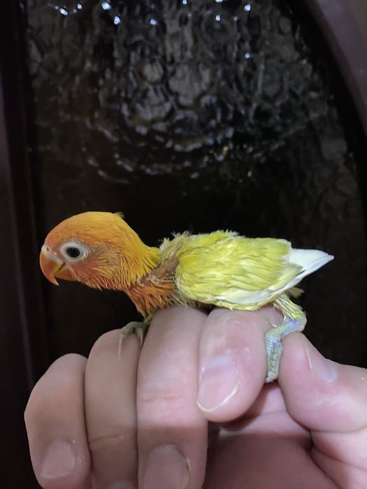 Ruchnoy popugay sotiladi