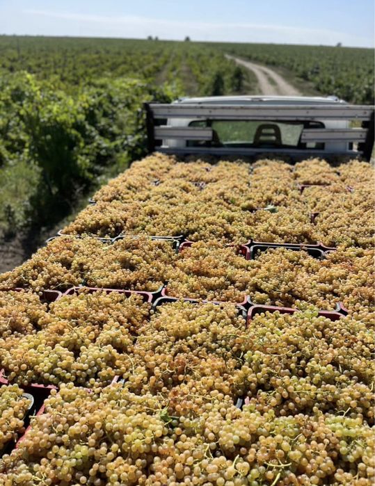 Struguri de vin producator