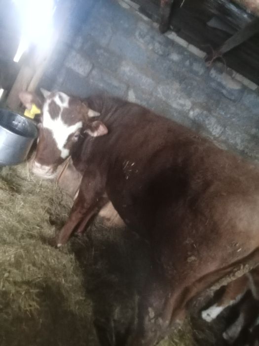 Продам бычков с откорма 3500 за кг