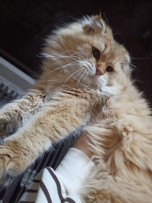 Золотой шиншилла  NY 11 шотландский фолд