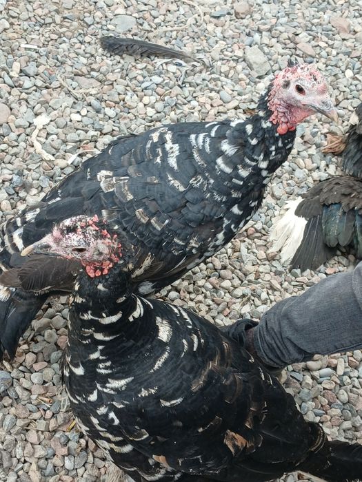 Курка, Индюк- Хаммаси 750 000 минг ками бор, 3 та, 2та котта, 1 та орт