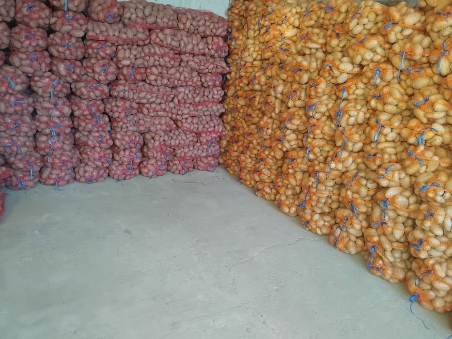 Cartofi consum rosu si alb