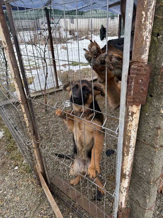 Vand pui Ciobanesc German