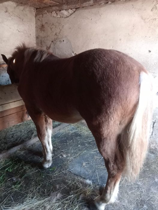 Vând mânz  semigreu