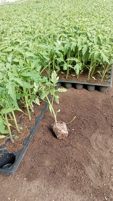 Rasad de roșii de vanzare.