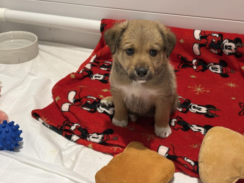 donez pui catel vaccinat talie medie