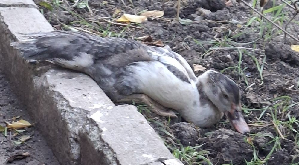 Vând Rațe lesesti