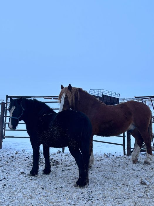 Продам мерина 5 лет и жеребца 7 лет.