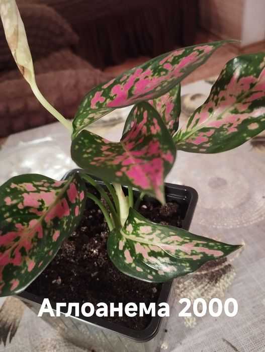 Продам комнатные растения