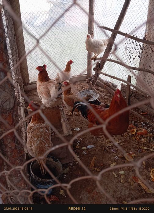 Домашний тауыктар