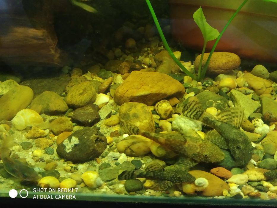 Продам анцитрусов!!!