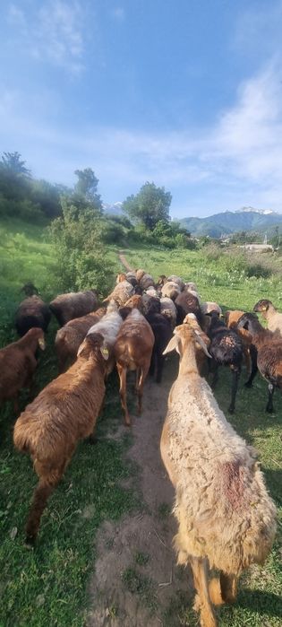 Продам баран находятся Коктобе 1