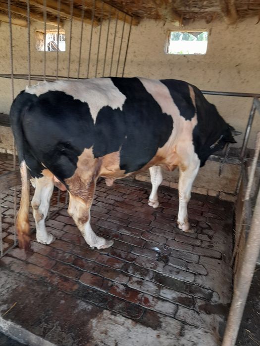 Уй ва мини ферма сотилади 12 сотих