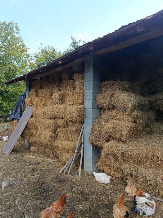 Baloți de fan.           .