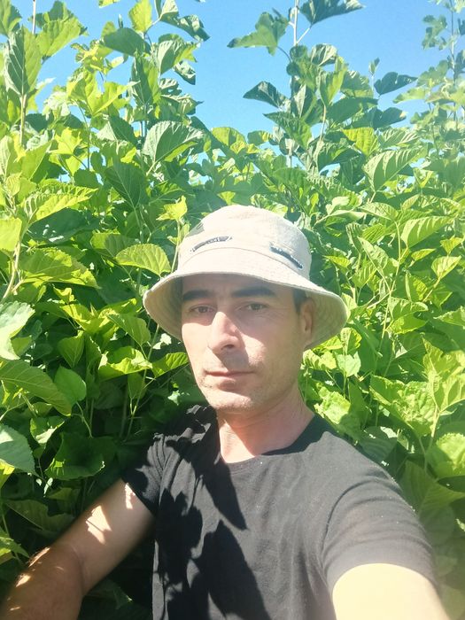 Tut koʻchatlari sotiladi. 20 sotx joyga ekilgan optim sotiladi.