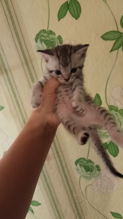 Отдам в добрые руки котят