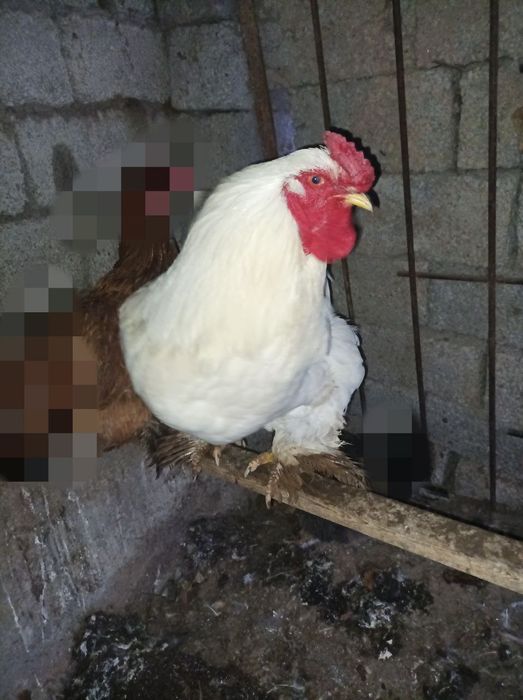 Продаётся 2 петуха БРАМА