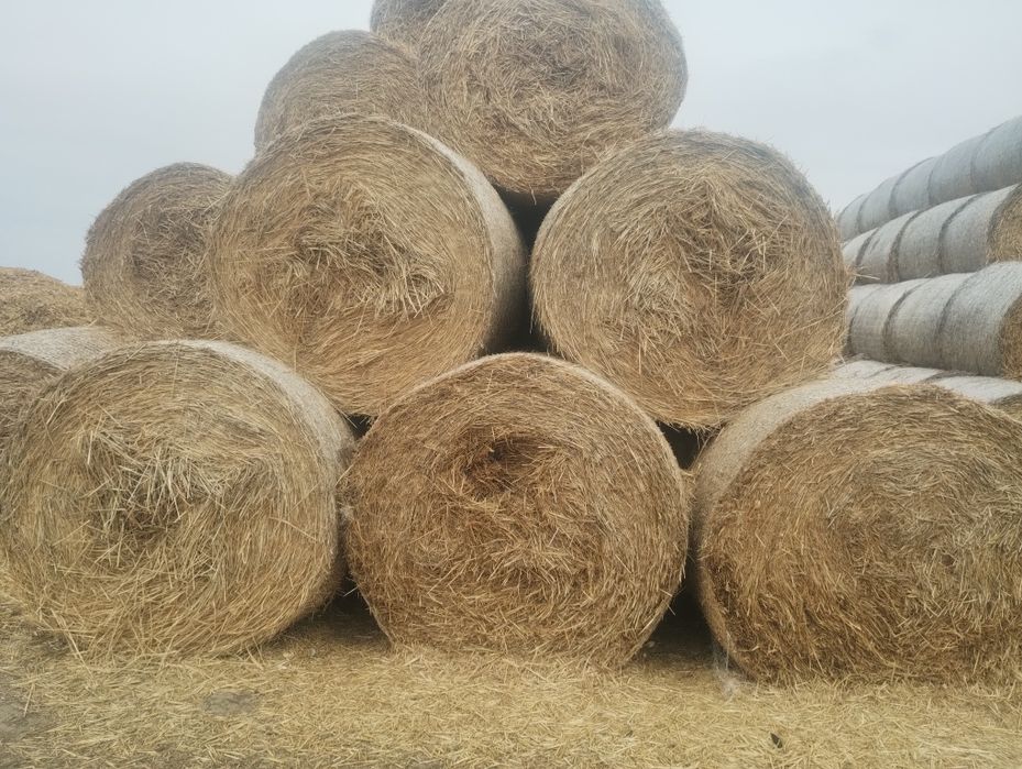 Vând tulei și paie de grau