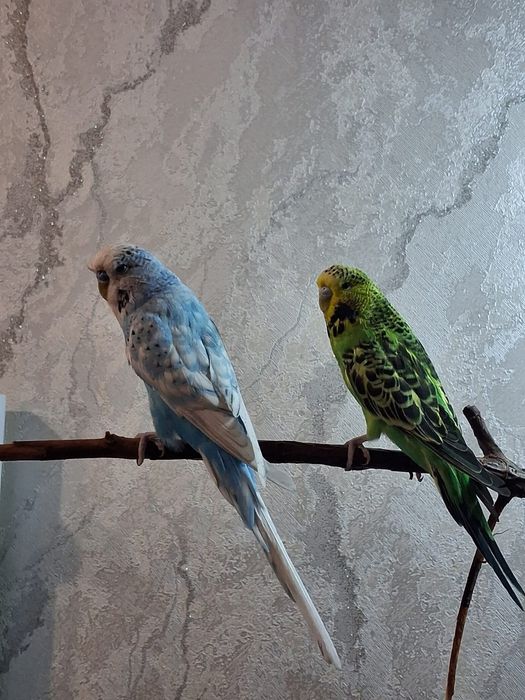 Срочно продать 2-х попугаев