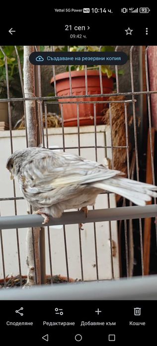 Продам канарче  Джаспе