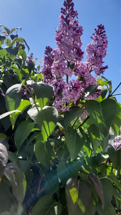 Сирень мкр.Атырау