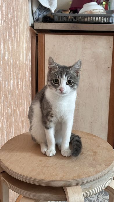 Кошечка ищет дом и любящих хозяев