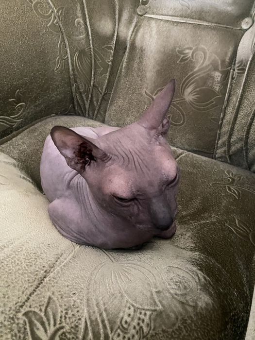 Срочно продам кота